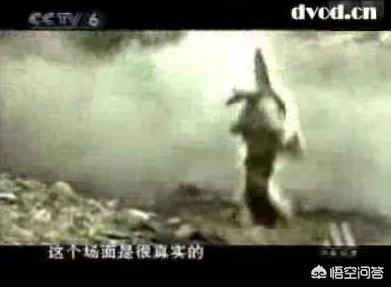 我的海外生活纪录片，我的海外生活纪录片樱花的颜色
