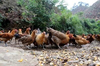 泰山论坛饲料-泰山饲料怎么样