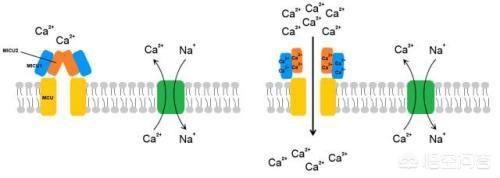 血压吃药吃低了怎么办(图5)