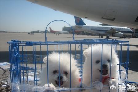 狗发空运电话