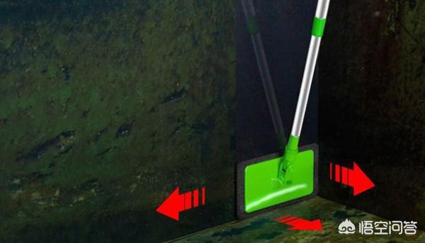 鱼缸里长青苔怎么清理,第2张