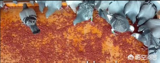 大蒜红土粉和电解质能一起喂鸽子吗？