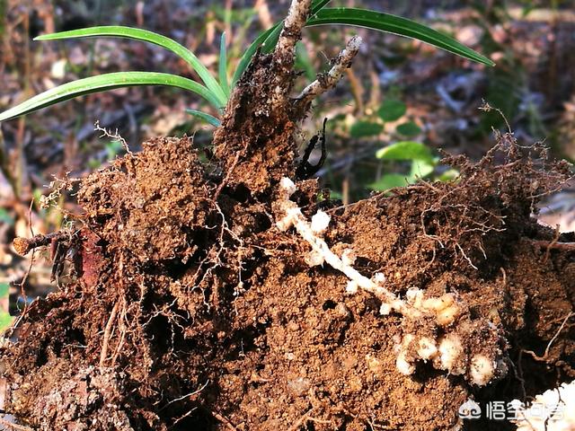 碗莲的种植方法水培视频教程，碗莲的种植方法水培视频教程乀