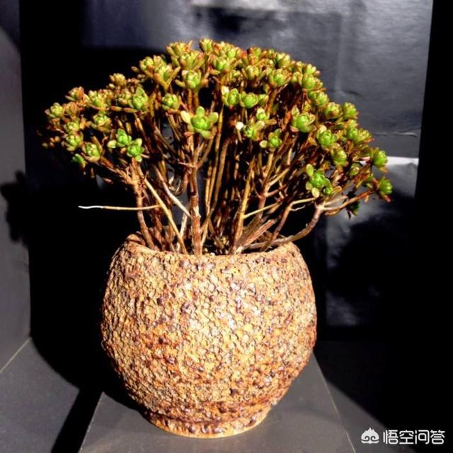 租花草报价-花草租赁价格