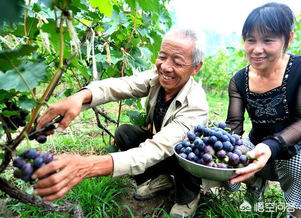 鸭子壁纸鸭子壁纸图片