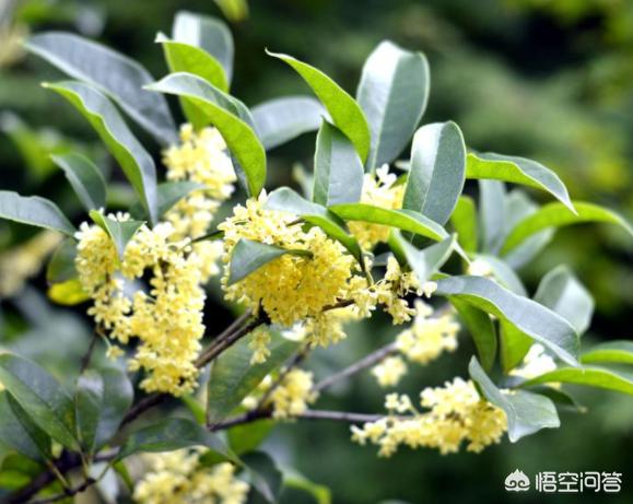 北方桂花树种植技术 （北方桂花树种植技术与管理）