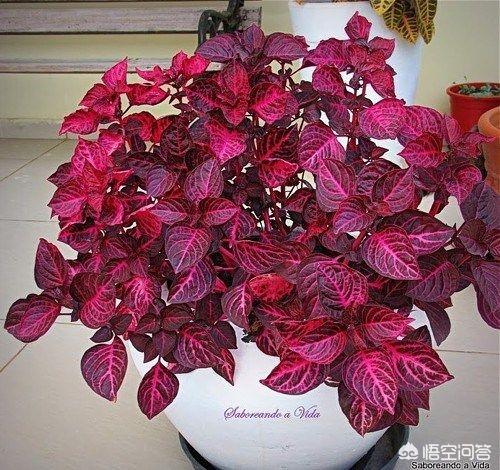 花园适合种植绿色植物,花园适合种植绿色植物吗