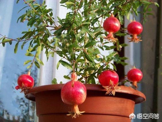 阳台种植盆栽果树图片,阳台种植盆栽果树图片大全