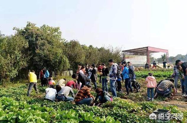 云南曲靖市麒麟区农事体验好一点的农家乐哪里好,曲靖麒麟区周边农家乐
