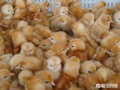 喂蛋鸡啥能节省饲料-喂蛋鸡啥能节省饲料成本