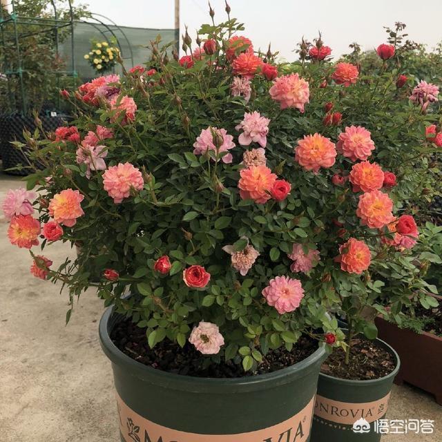 冬天新买月季花怎么养护和管理(图5)