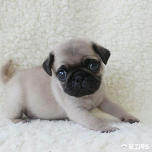 女生最喜歡的寵物?女生最喜歡的寵物是什么!