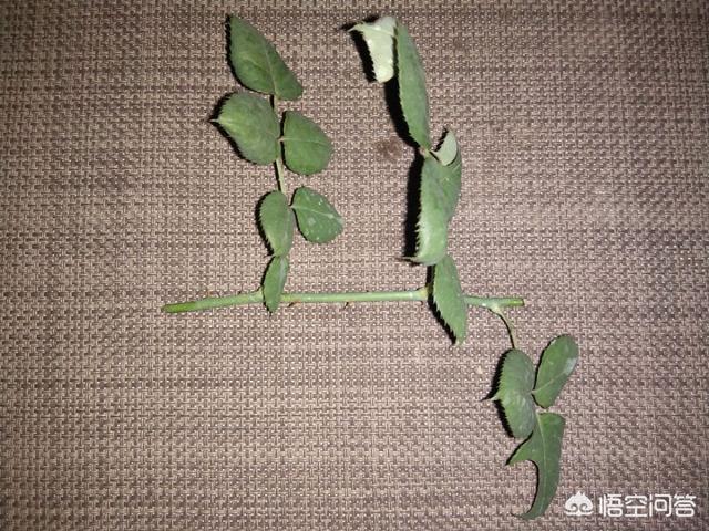 花卉怎样快速生根?花卉怎样快速生根发芽!