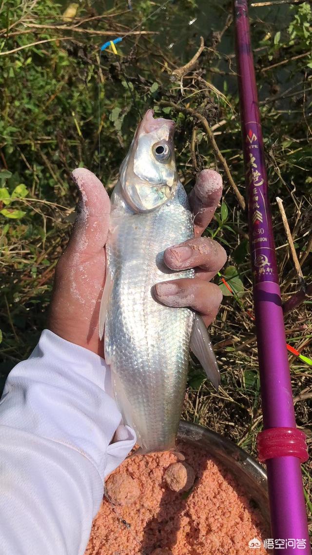 沈阳市大兴村钓场在哪个位置