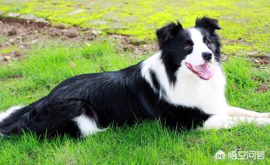 边境牧羊犬_边境牧羊犬的特点