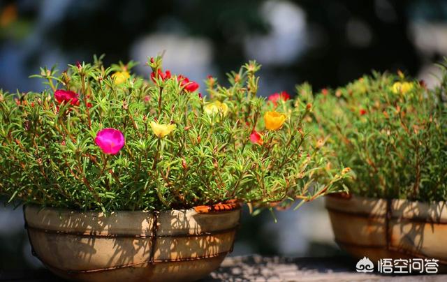 阳台种植什么花卉植物,阳台种植什么花卉植物最好