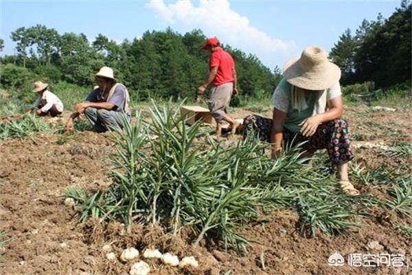 北方冬季花卉管理?北方冬季花卉管理措施!