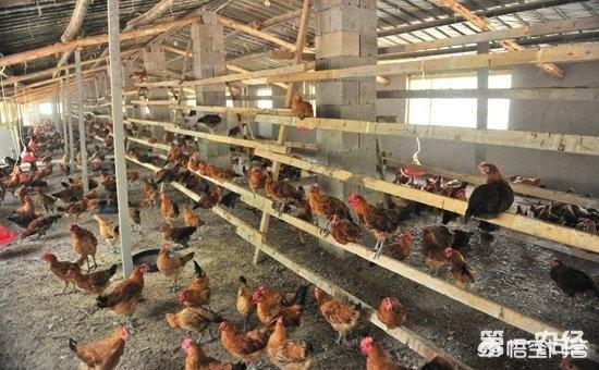 现在建鸡舍都用什么材料好 鸡舍的鸡舍设计？