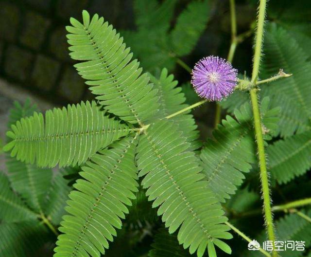 有趣的植物含羞草（有趣的植物含羞草作文）