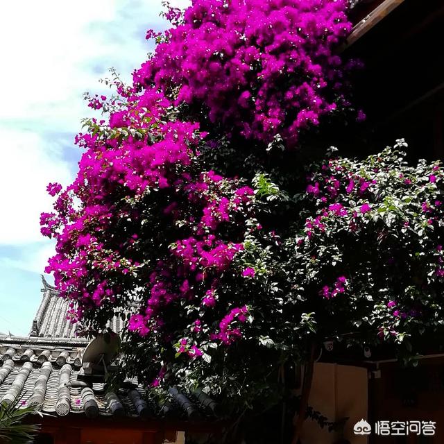 云南丽江市古城区好耍民宿地点推荐,丽江古城名宿排名