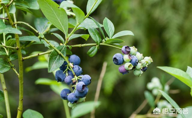 河南承包地种什么好赚钱