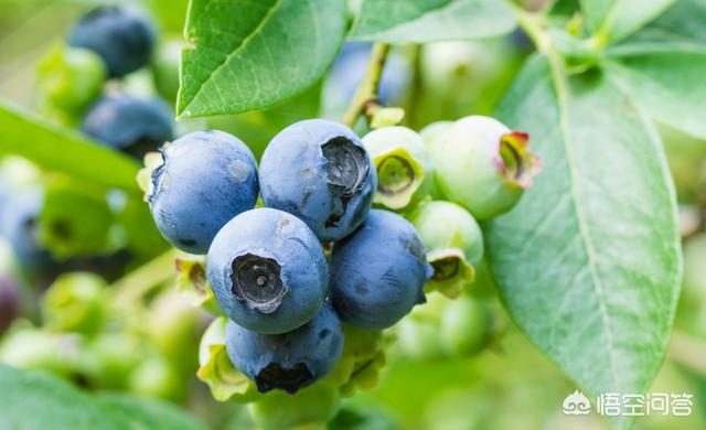 河南承包地种什么好赚钱