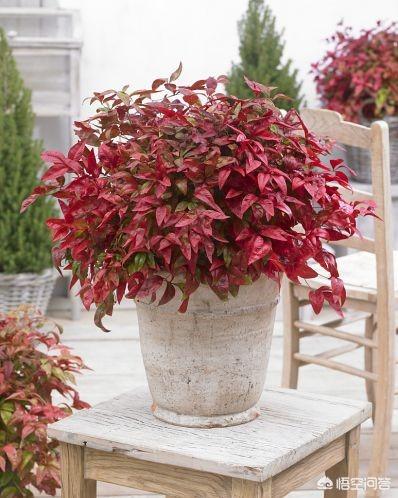 有没有,红色叶子的,矮小的,适合盆栽的植物?