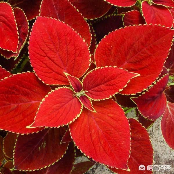 有没有,红色叶子的,矮小的,适合盆栽的植物?