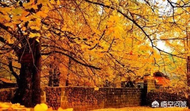 冬天过年适合去哪里旅游（冬天适合去哪过冬）