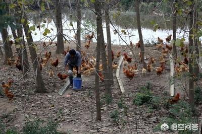 花卉大棚算设施农用地吗为什么