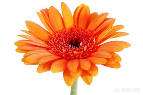 花卉秋季施肥