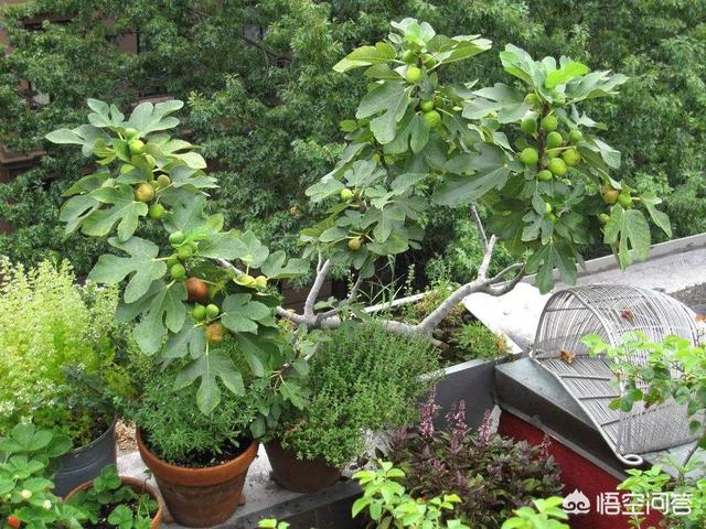 苗木种植施工方案 花盆怎么写 养护记录