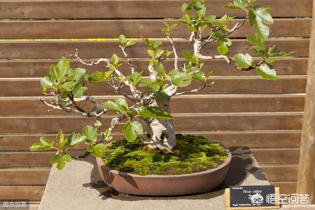 苗木种植施工方案 花盆怎么写 养护记录