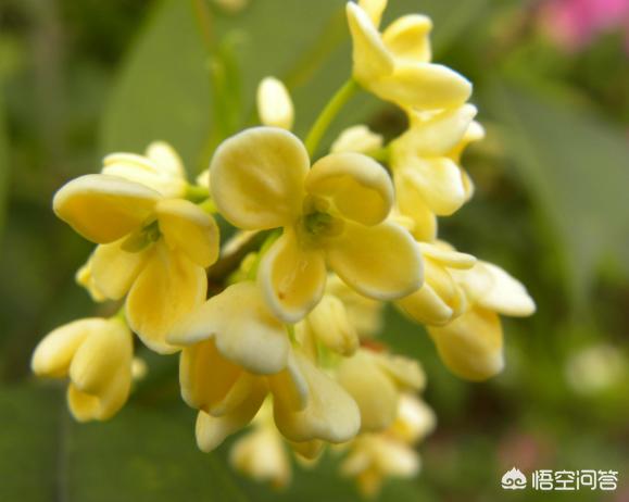 鲜花盆景室内花怎么养护和管理(图5)
