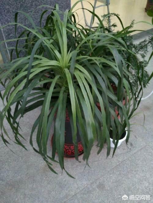 龙须树平时怎么保养(图2)