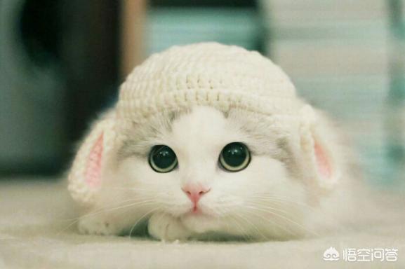 你正在和猫玩时它用嘴咬人是怎么回事,第2张