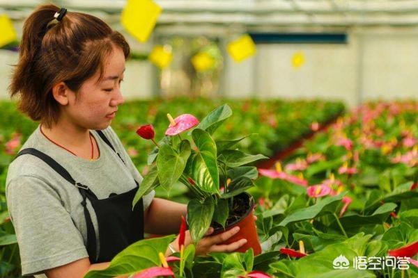 花卉种植培训信息，花卉种植培训信息简报