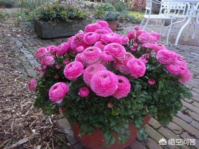 庭院花卉种植步骤?庭院花卉种植步骤!