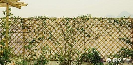 冬天新买月季花怎么养护和管理(图17)