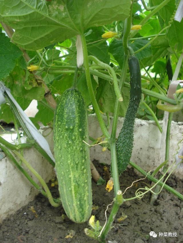 阳台种植黄瓜几时摘心,阳台种植黄瓜几时摘心最好