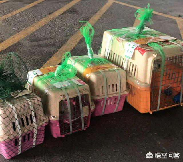 運寵物多少錢?運寵物多少錢運費!
