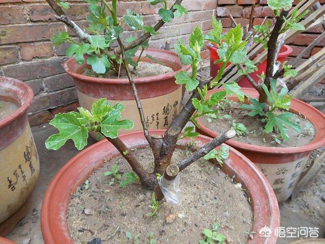 苗木种植施工方案 花盆怎么写 养护记录