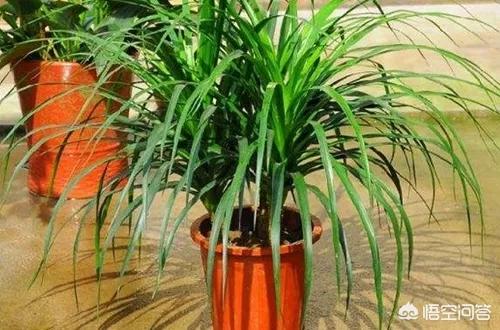 龙须树平时怎么保养(图6)