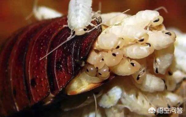 其中有一个叫做康复新液的药,主要成分是——美洲大蠊,也就是蟑螂的一