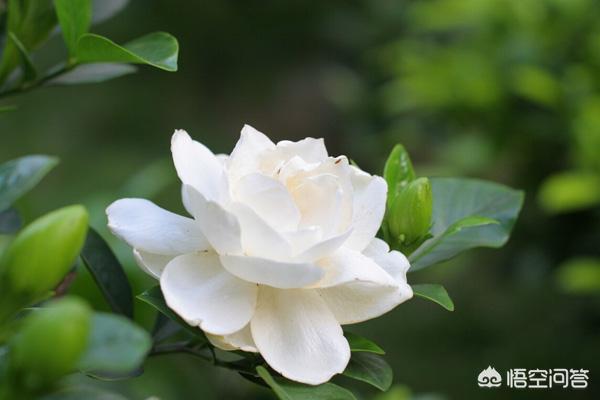 花卉图片超清 种植大全,花卉图片超清 种植大全大图