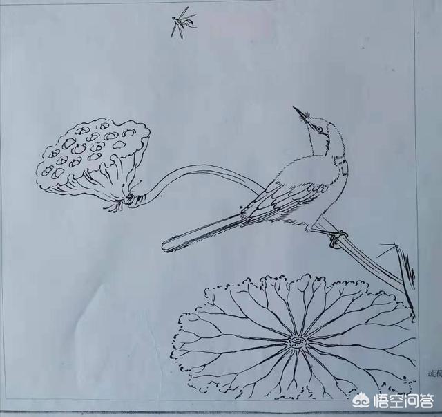 没骨花卉临摹?没骨花卉画!