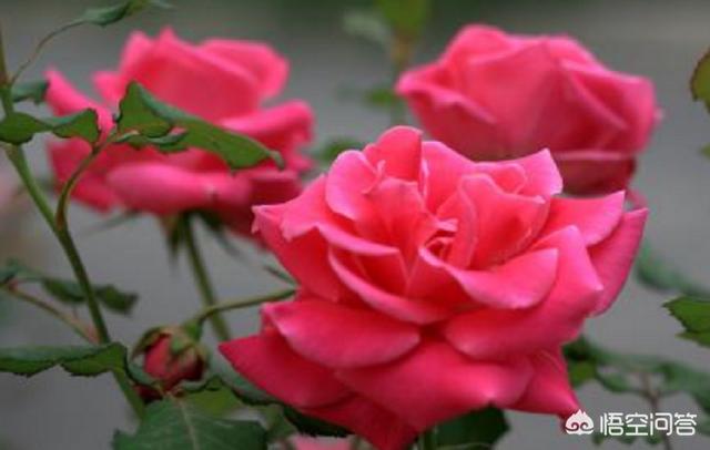 冬天新买月季花怎么养护和管理(图27)