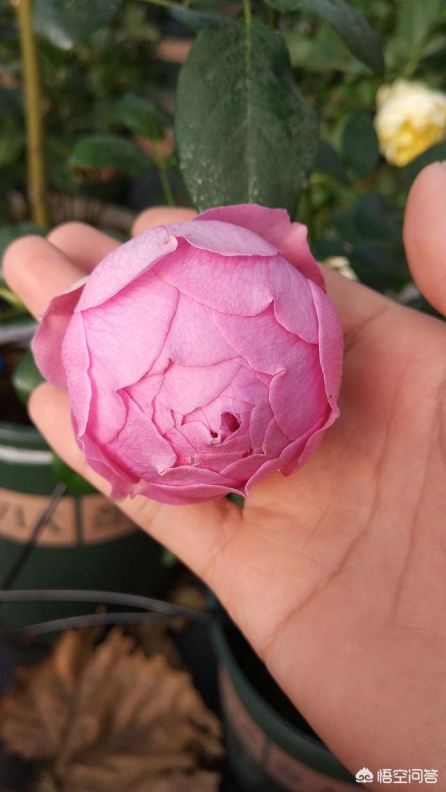 冬天新买月季花怎么养护和管理(图22)