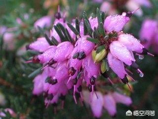 花卉绿植主题?花卉绿植主题名称!