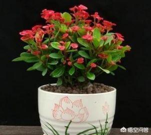 秋冬播种花卉? 秋冬播种花卉有哪些!